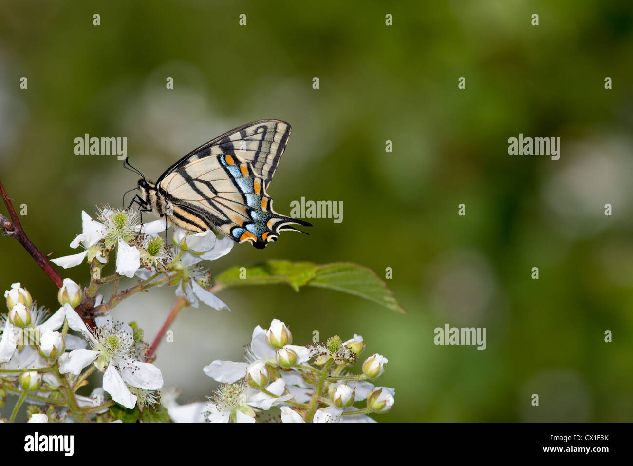 Bush et de l'est Blackberry tiger swallowtail butterfly Banque D'Images