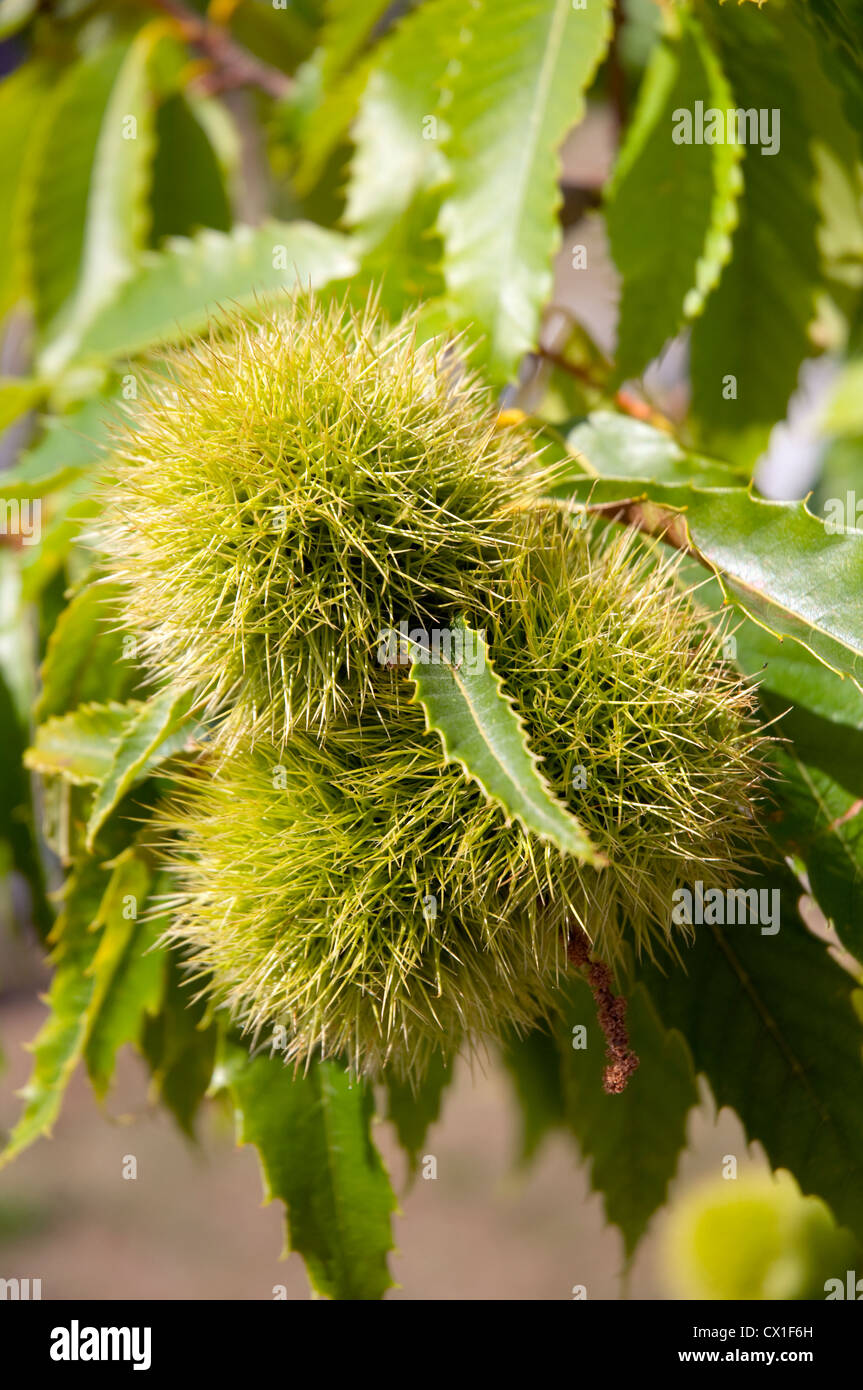 Châtaignes Gros plan sur l'arbre Banque D'Images