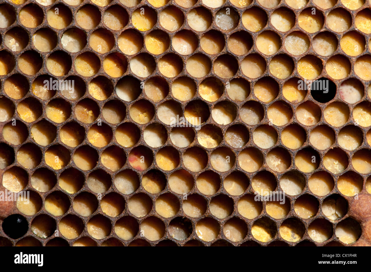 Les cellules de stockage de pollen d'abeille Apis mellifera Kent UK sur le châssis de la ruche Banque D'Images