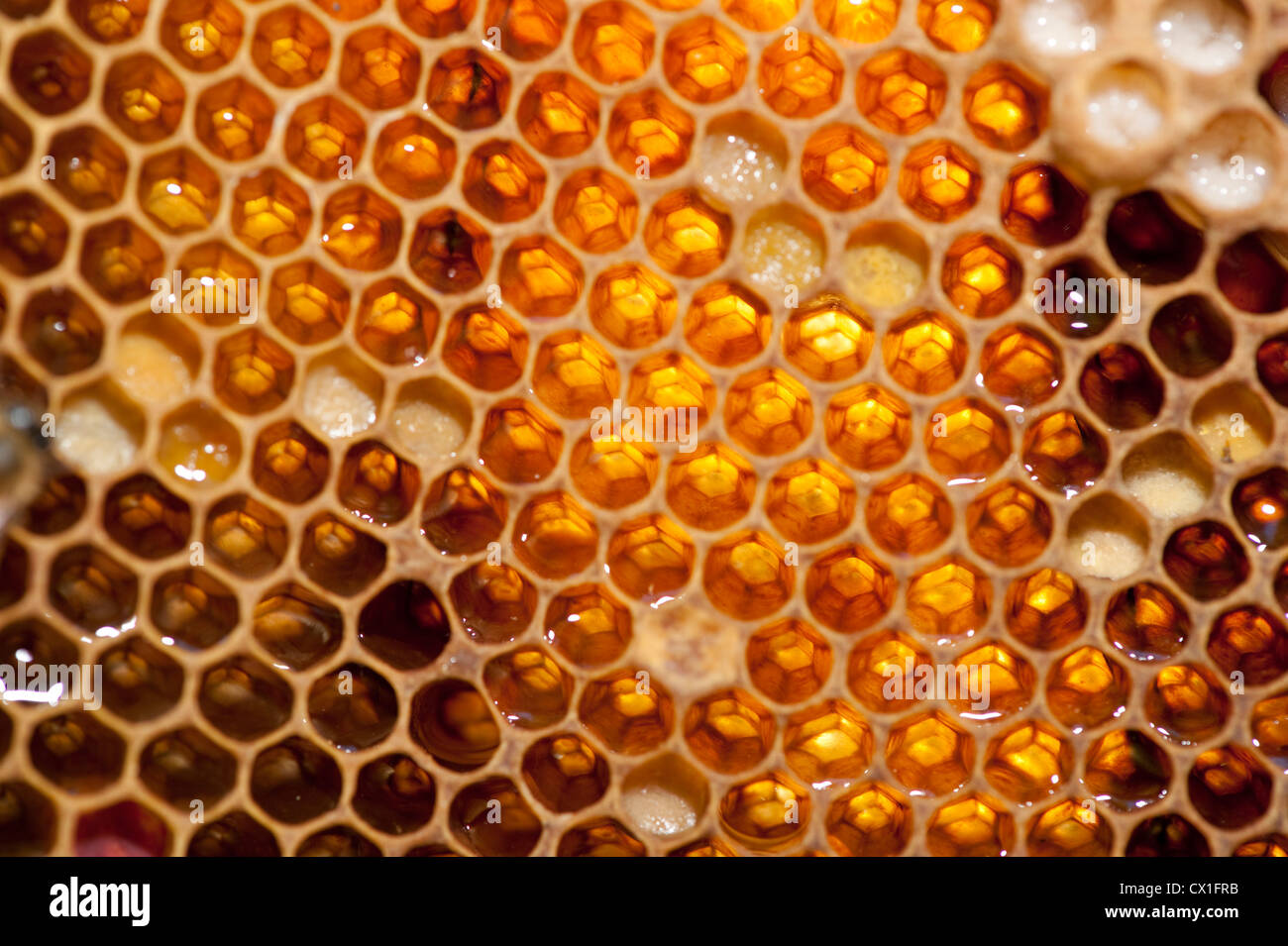 Les cellules contenant du miel dans Honecomb ruche abeille Apis mellifera Kent UK Banque D'Images