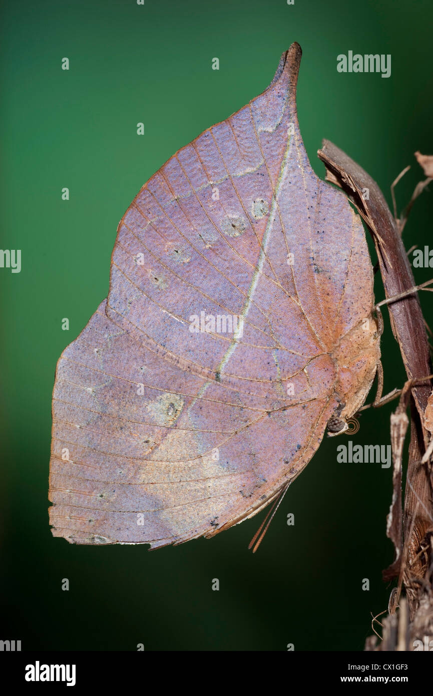Papillon Kallima paralekta feuille indienne Asie du Sud dessous d'ailes camouflées Banque D'Images