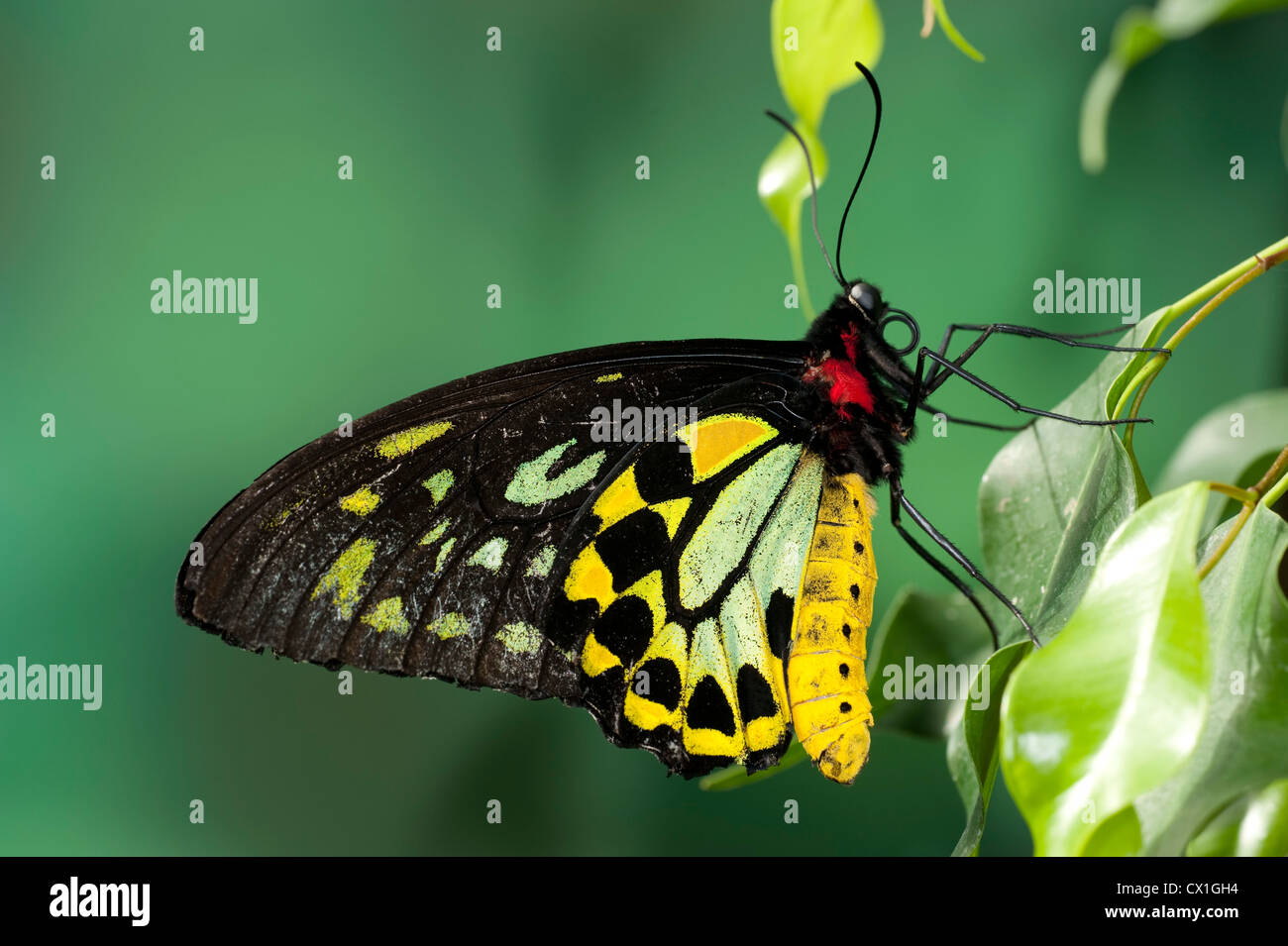 Ornithoptera Priamus Papillon Vert De La Cites En Australie Et Nouvelle Guinee Grand Male Jaune Couleur Vert Noir Photo Stock Alamy Ornithoptera Priamus Papillon Vert De La Cites En Australie Et Nouvelle Guinee Grand Male Jaune Couleur Vert Noir Photo Stock Alamy