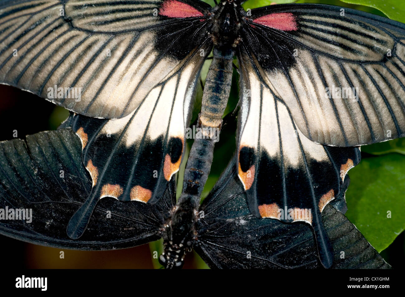 Papillon Grand Mormon Papilio memnon 2 croisement de deux paires d'Asie Banque D'Images