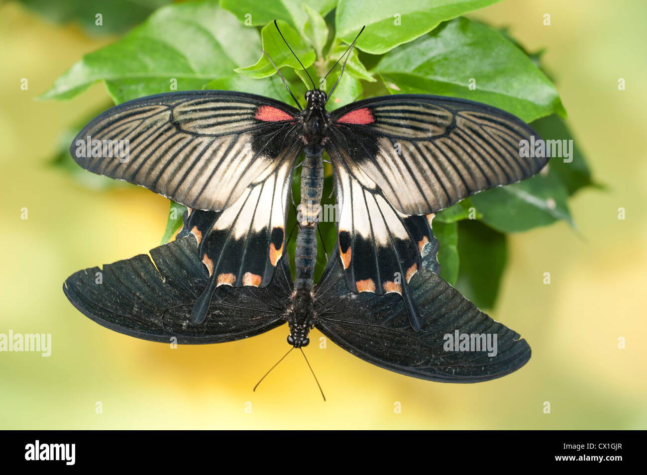 Papillon Grand Mormon Papilio memnon 2 croisement de deux paires d'Asie Banque D'Images