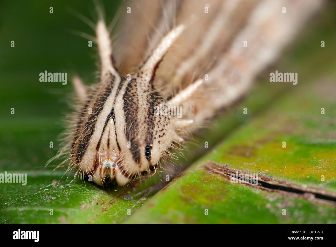 Papillon Caligo eurilochus Owl caterpillar Amérique du Sud et centrale reposant sur des feuilles de banane tête cornue larves Banque D'Images