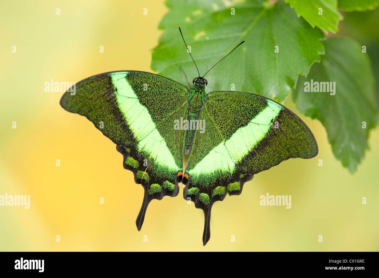 Emerald Swallowtail Butterfly Papilio palinurus Asie du Sud se reposant avec des ailes de couleur vert ouvert Banque D'Images