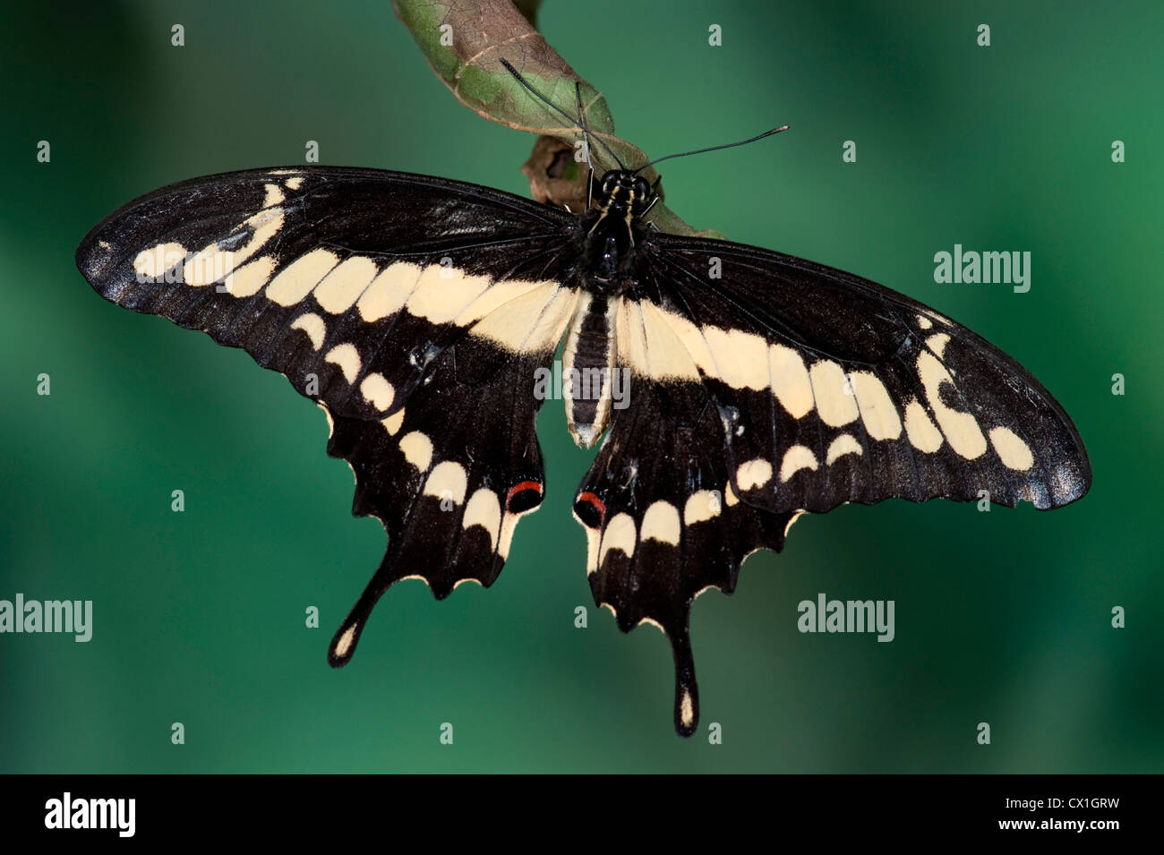 Papillon du machaon Papilio thoas Orange USA King avec des ailes au repos et couleurs noir jaune ouvert Banque D'Images