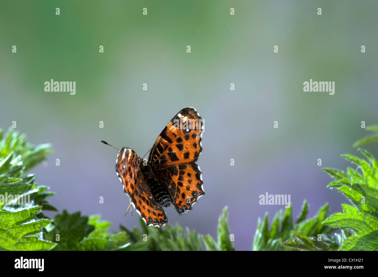 La carte Butterfly Araschnia levana espèces européennes à grande vitesse de vol vol technique photographique Banque D'Images
