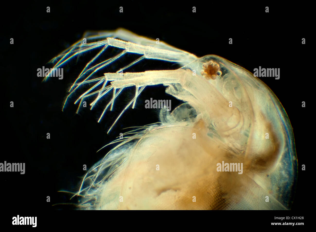 Puce d'eau Daphnia longispina des puces d'eau (Cladocera) Banque D'Images