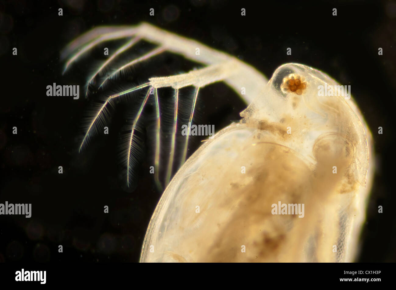 Puce d'eau Daphnia longispina des puces d'eau (Cladocera) Banque D'Images