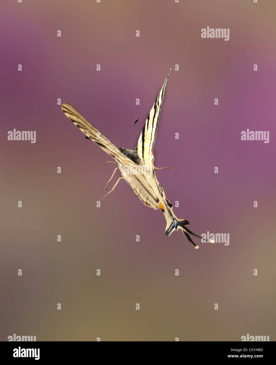 Iphiclides podalirius papillon rare et l'espèce au Moyen-Orient Banque D'Images