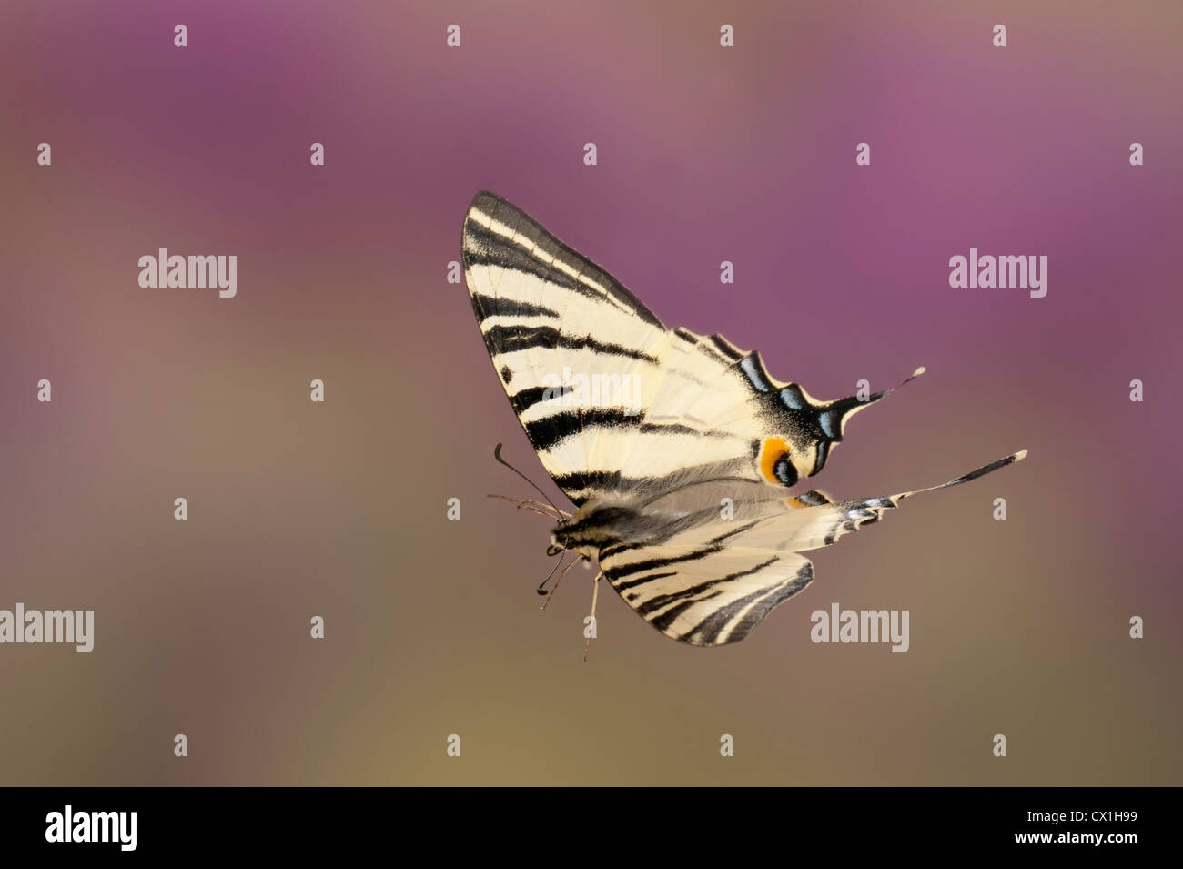 Iphiclides podalirius rares Swallowtail Butterfly & Moyen Orient européen en espèces à grande vitesse de vol technique photographique Banque D'Images