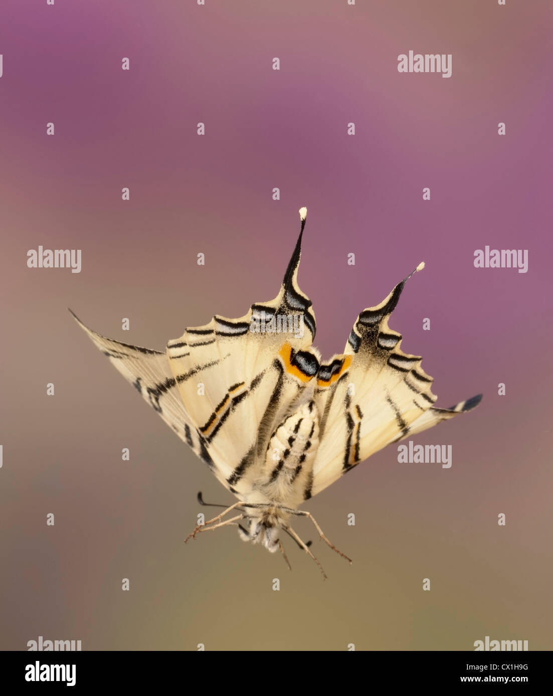 Iphiclides podalirius rares Swallowtail Butterfly & Moyen Orient européen en espèces à grande vitesse de vol technique photographique Banque D'Images