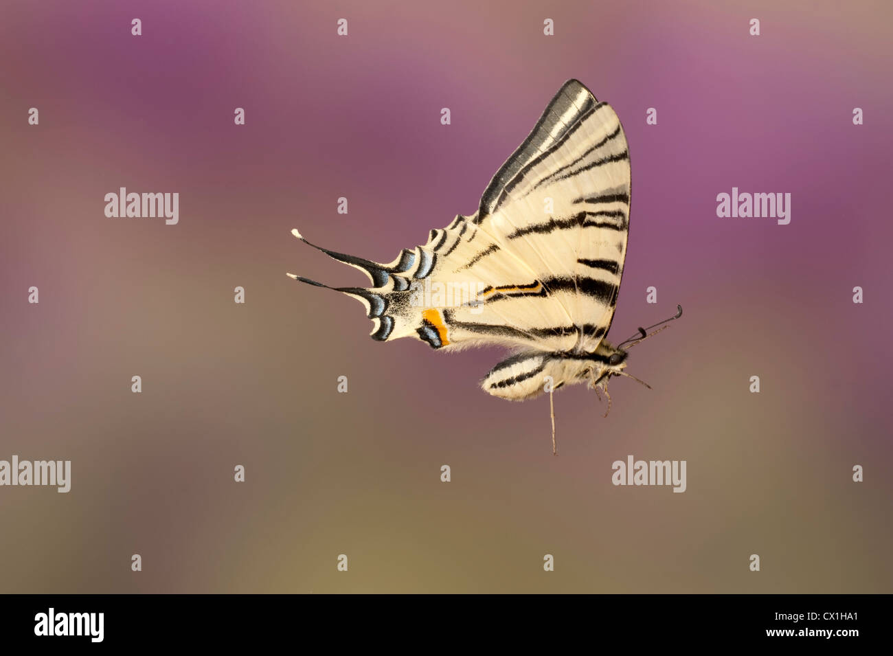 Iphiclides podalirius rares Swallowtail Butterfly & Moyen Orient européen en espèces à grande vitesse de vol technique photographique Banque D'Images