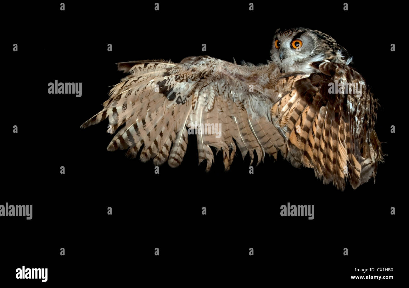Eagle Owl Bubo bubo européenne KENT UK flying taking off technique photographique à grande vitesse Banque D'Images