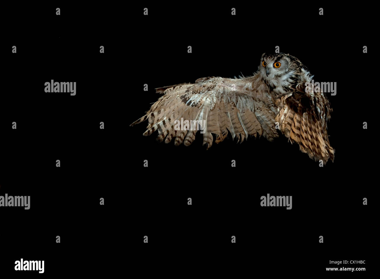 Eagle Owl Bubo bubo européenne KENT UK flying taking off technique photographique à grande vitesse Banque D'Images