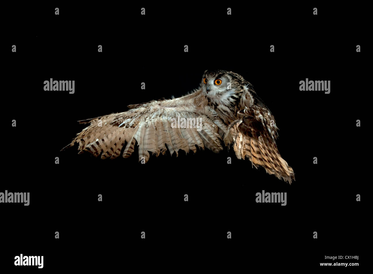 Eagle Owl Bubo bubo européenne KENT UK flying taking off technique photographique à grande vitesse Banque D'Images