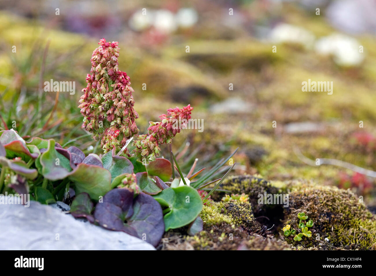 Oxyria digyna sorrel (montagne) sur la toundra arctique à Bjornoya / Bear Island, Svalbard, Spitzberg, Norvège Banque D'Images