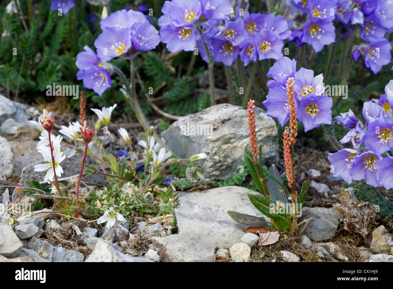 Jacobs-boréale du nord / l'échelle l'échelle de Jacob (Polemonium boreale) en fleur sur la toundra arctique à Svalbard, Spitzberg Banque D'Images