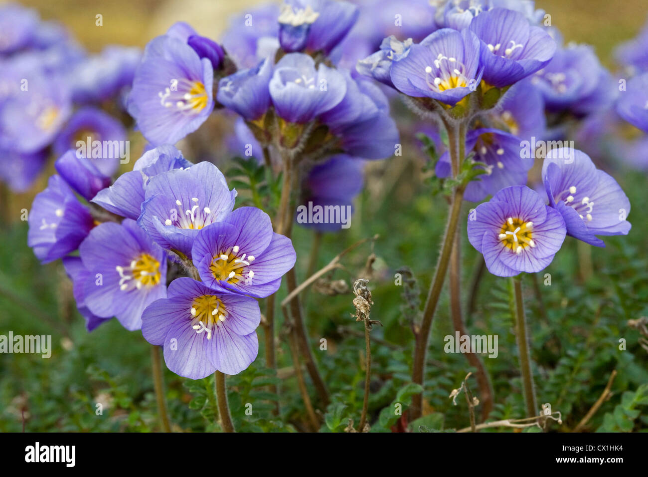 Jacobs-boréale du nord / l'échelle l'échelle de Jacob (Polemonium boreale) en fleur sur la toundra arctique à Svalbard, Spitzberg Banque D'Images