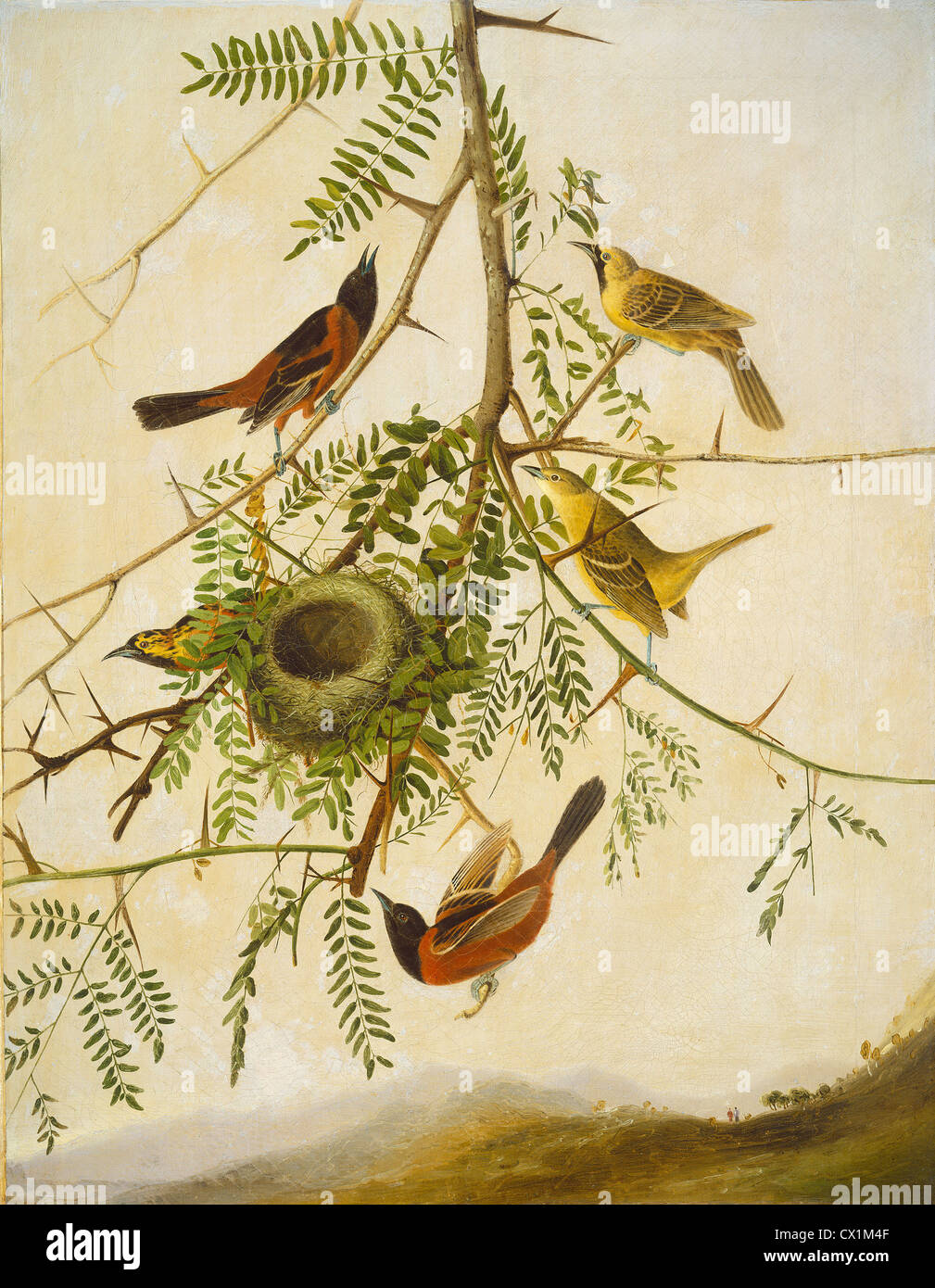 Joseph Bartholomew Kidd après John James Audubon (Scottish, probablement 1808 - 1889 ), l'Oriole des vergers, 1830/1832 Banque D'Images