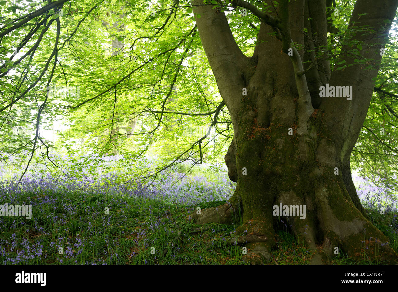Les hêtres & Blue Bells, printemps, Clytha Hill, Bettws Newydd, Monmouthshire South East Wales Banque D'Images