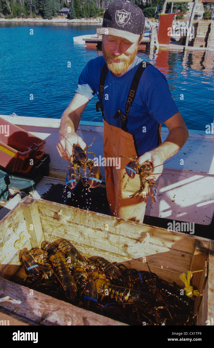 Pêcheur de homard Homard décharger de son bateau au port de locataires dans le Maine. Banque D'Images