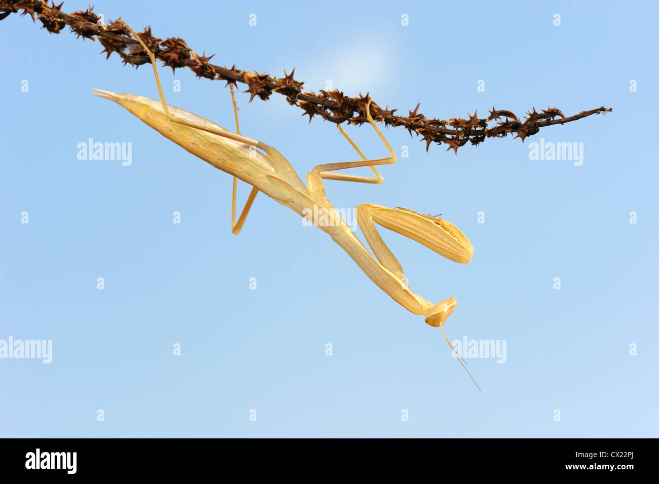 Mantis jaune sur la plante contre le ciel Banque D'Images