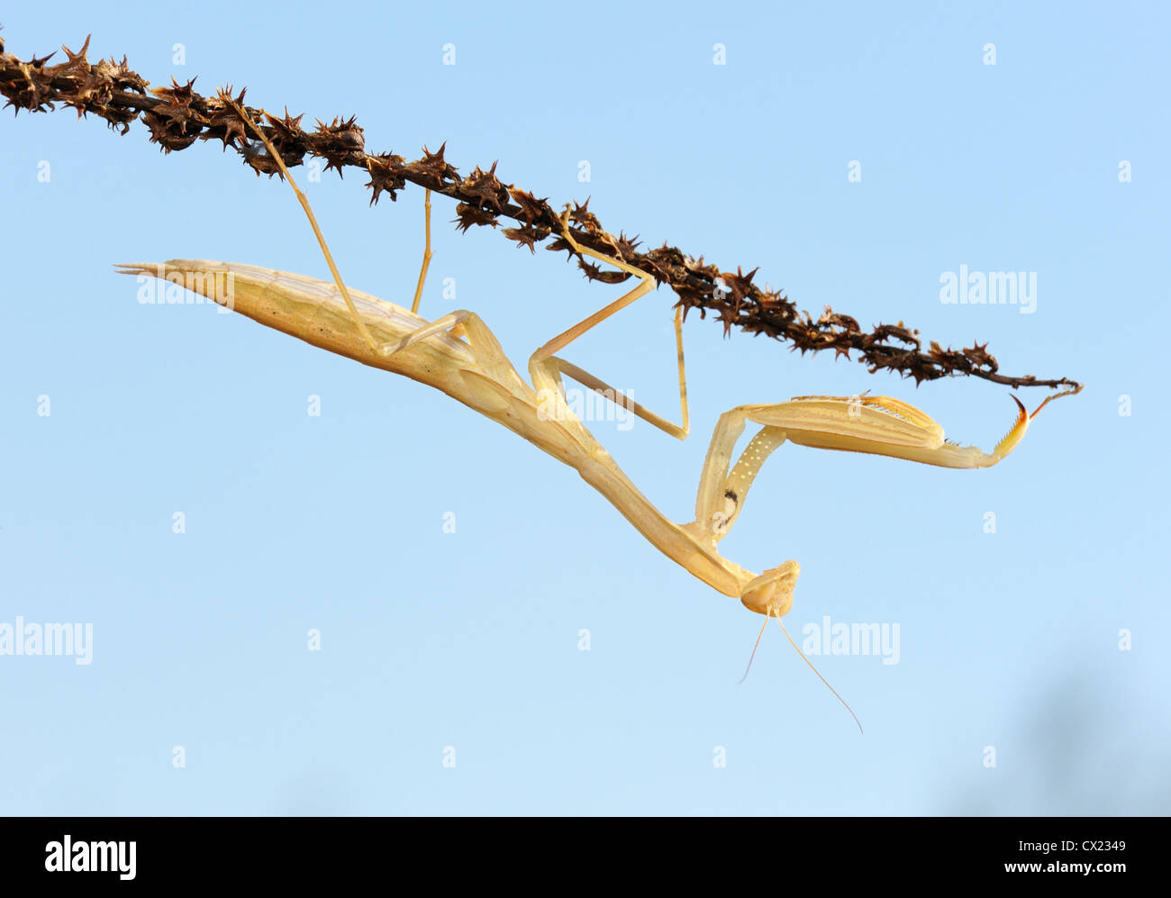 Mantis jaune sur la plante contre le ciel Banque D'Images