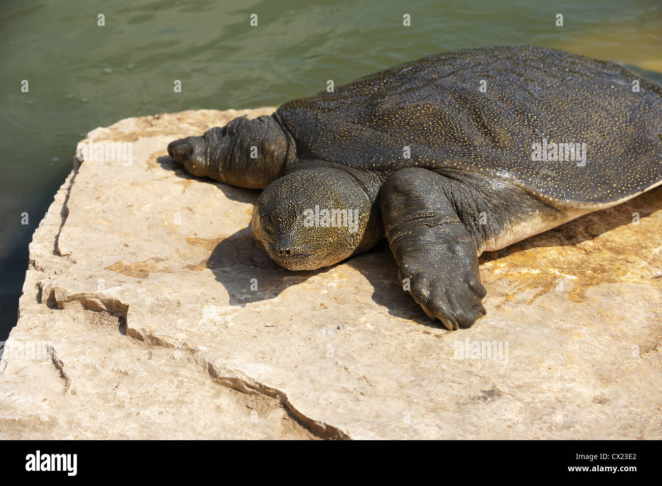 Tortue-molle du Nil (Trionyx triunguis) dans la rivière Alexander (Israël) Banque D'Images