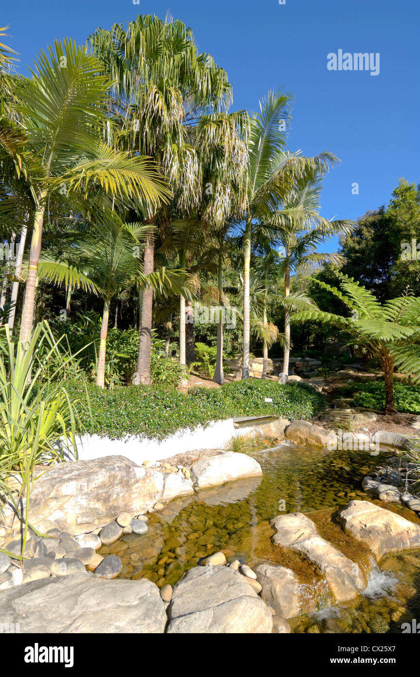 Jardin botanique de l'Australie, le Mont Annan, près de Sydney, New South Wales, Australia Banque D'Images