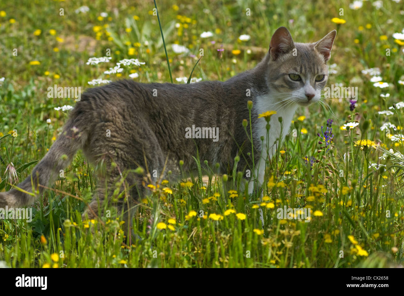 Jeune chat debout dans la prairie en fleurs Banque D'Images