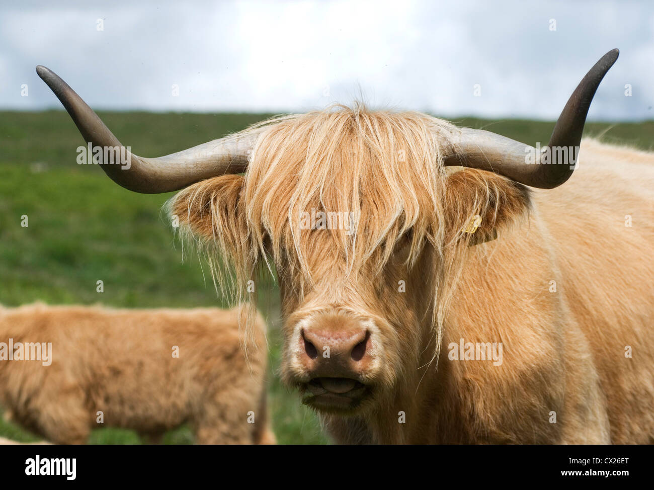 Close up bull Highland cattle, stairing direction de l'appareil photo, montrant clairement les cornes, Dartmoor, Devon, Angleterre. Banque D'Images