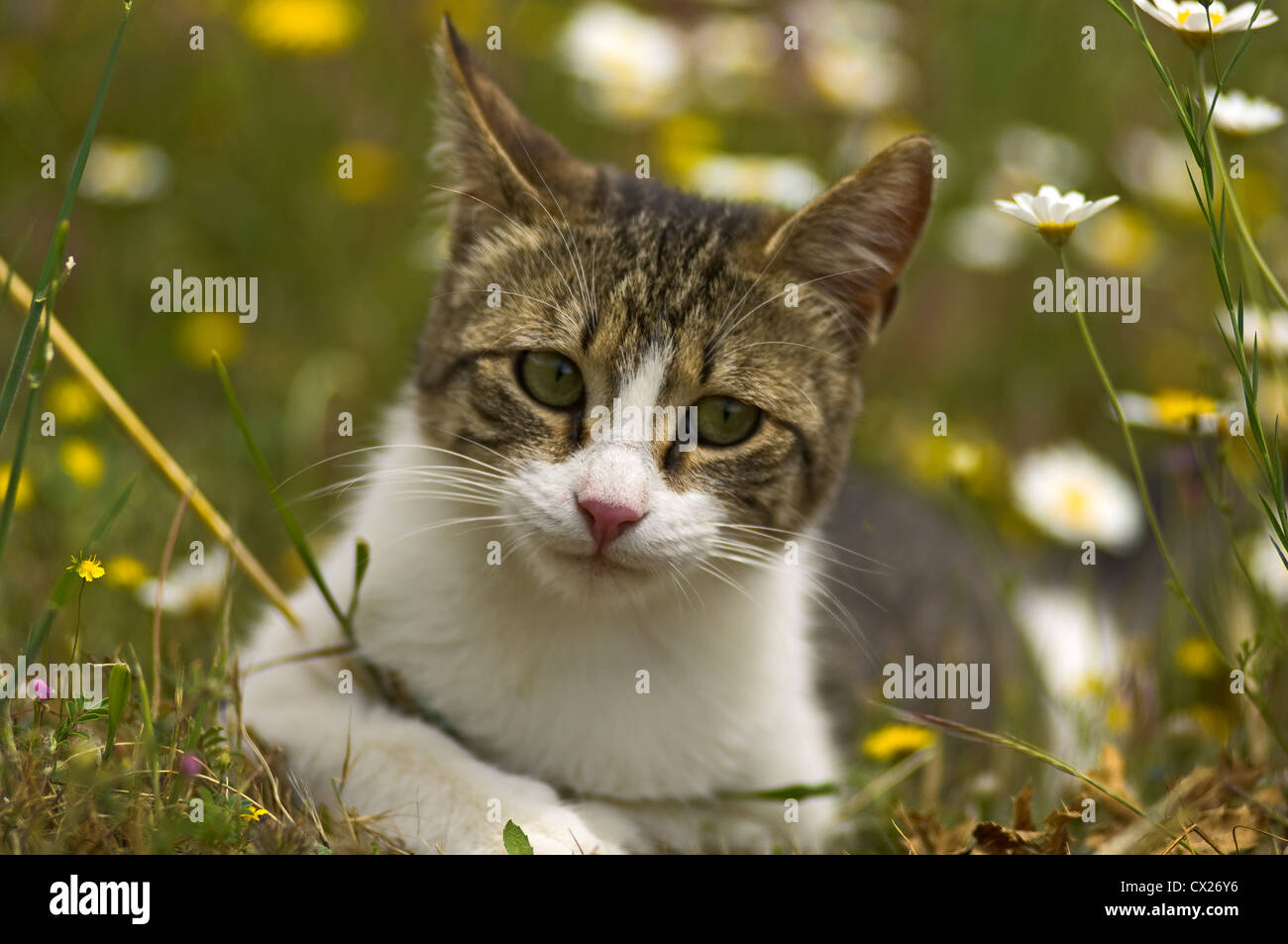 Jeune chat couché dans la floraison meadow looking at camera Banque D'Images