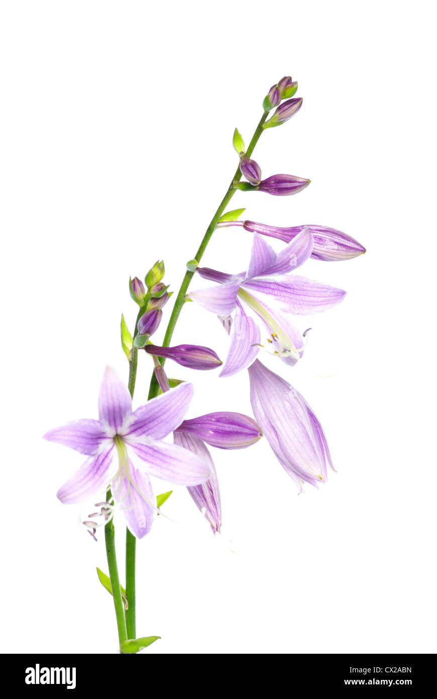 De belles fleurs violettes sur fond blanc Banque D'Images