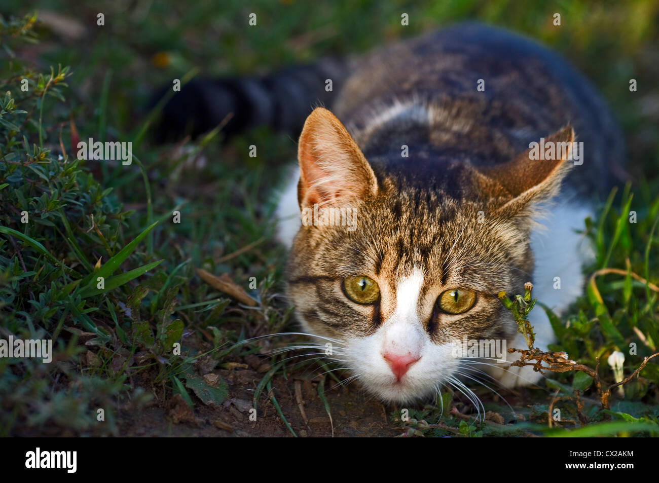 Un jeune chat domestique qui se cache dans l'herbe Banque D'Images