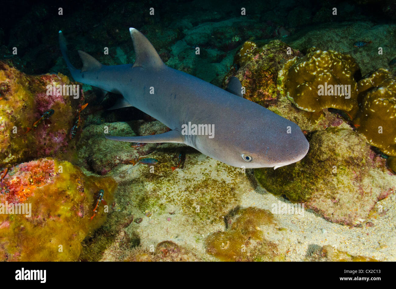 Les requins de l'île Cocos, Costa Rica, requin à pointe blanche, l'océan, plongée, plongée, mer, plongée de nuit, predator, chasse, sur l'océan , mer Banque D'Images