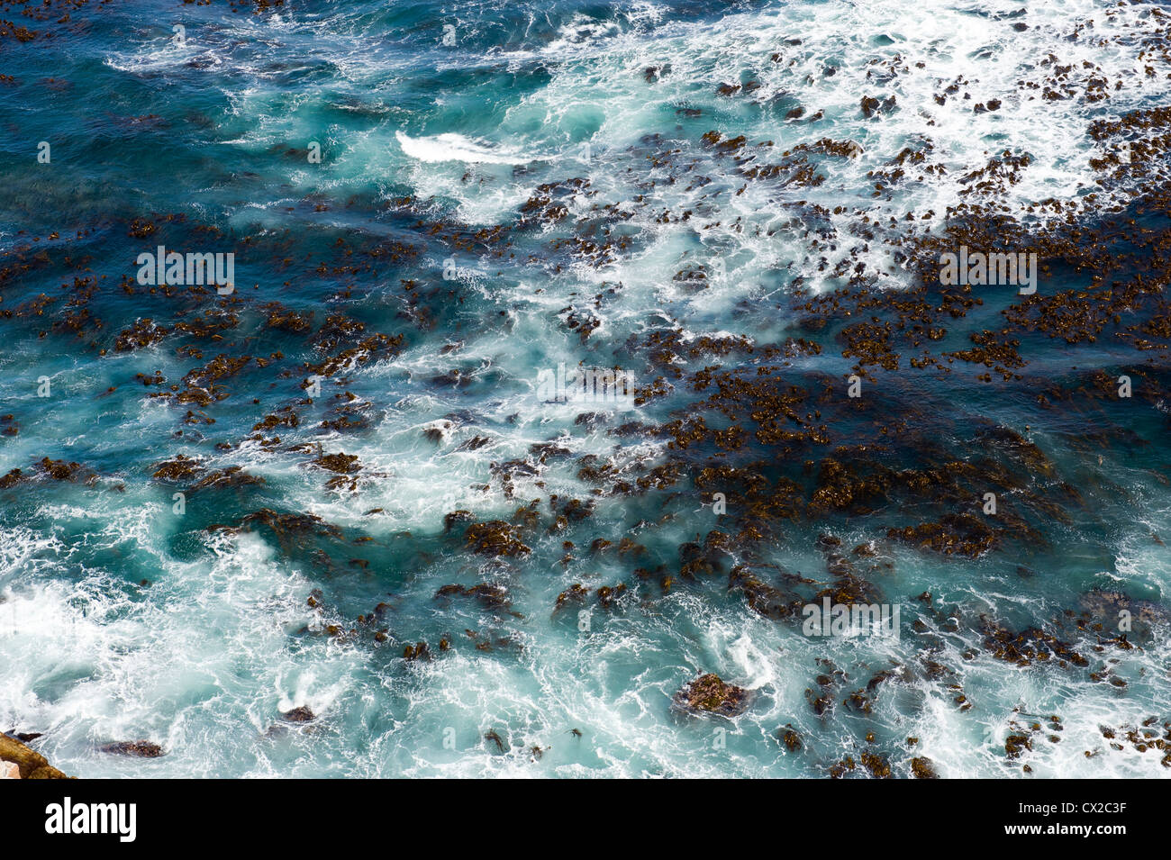 La 'forêt' de varech (algue brune) riche en éléments nutritifs dans le surf-pompage au cap de Bonne-Espérance, Afrique du Sud Banque D'Images