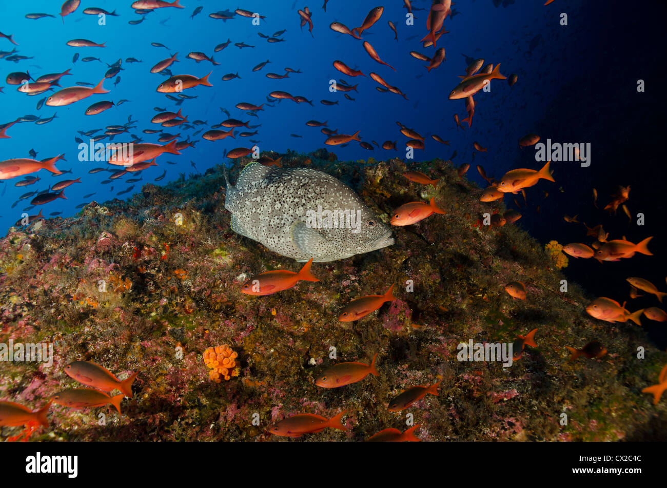 L'île Cocos, Costa Rica, mérous, poissons, coraux, l'océan, sur la mer, plongée, plongée sous-marine, des récifs tropicaux, Blue Water, sous l'eau Banque D'Images