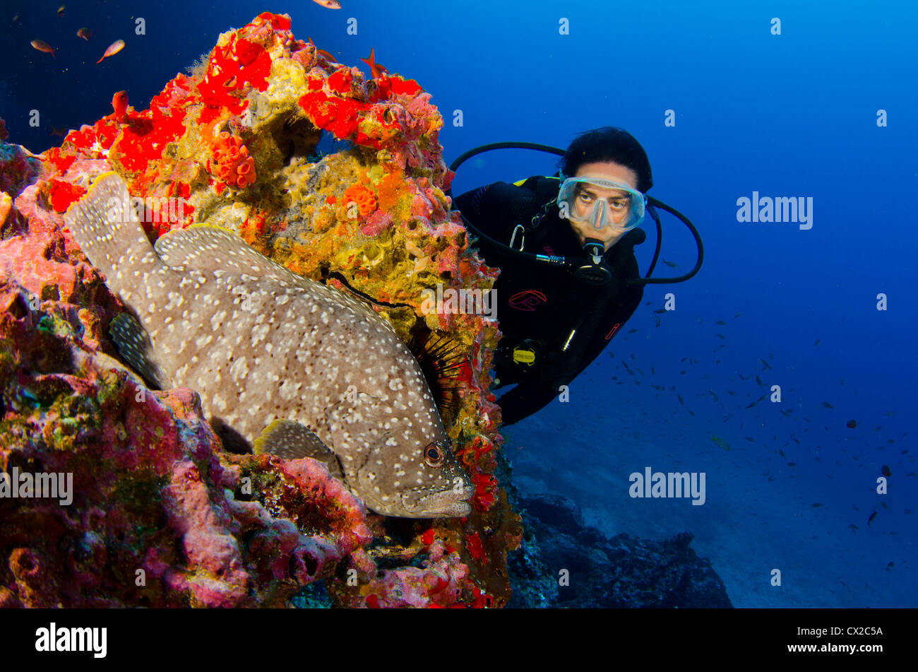 L'île Cocos, le Costa Rica, la vie, mérous, plongeur, plongeur femelle, Blue Water, l'eau claire, de coraux, de l'océan. Banque D'Images