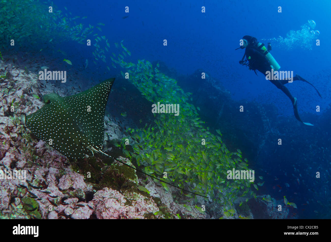 L'île Cocos, le Costa Rica, la vie, Eagle Ray, plongeur, plongée, de l'océan, l'eau bleue, profonde, douloureuse, de la mer, plongée, plongeur Banque D'Images