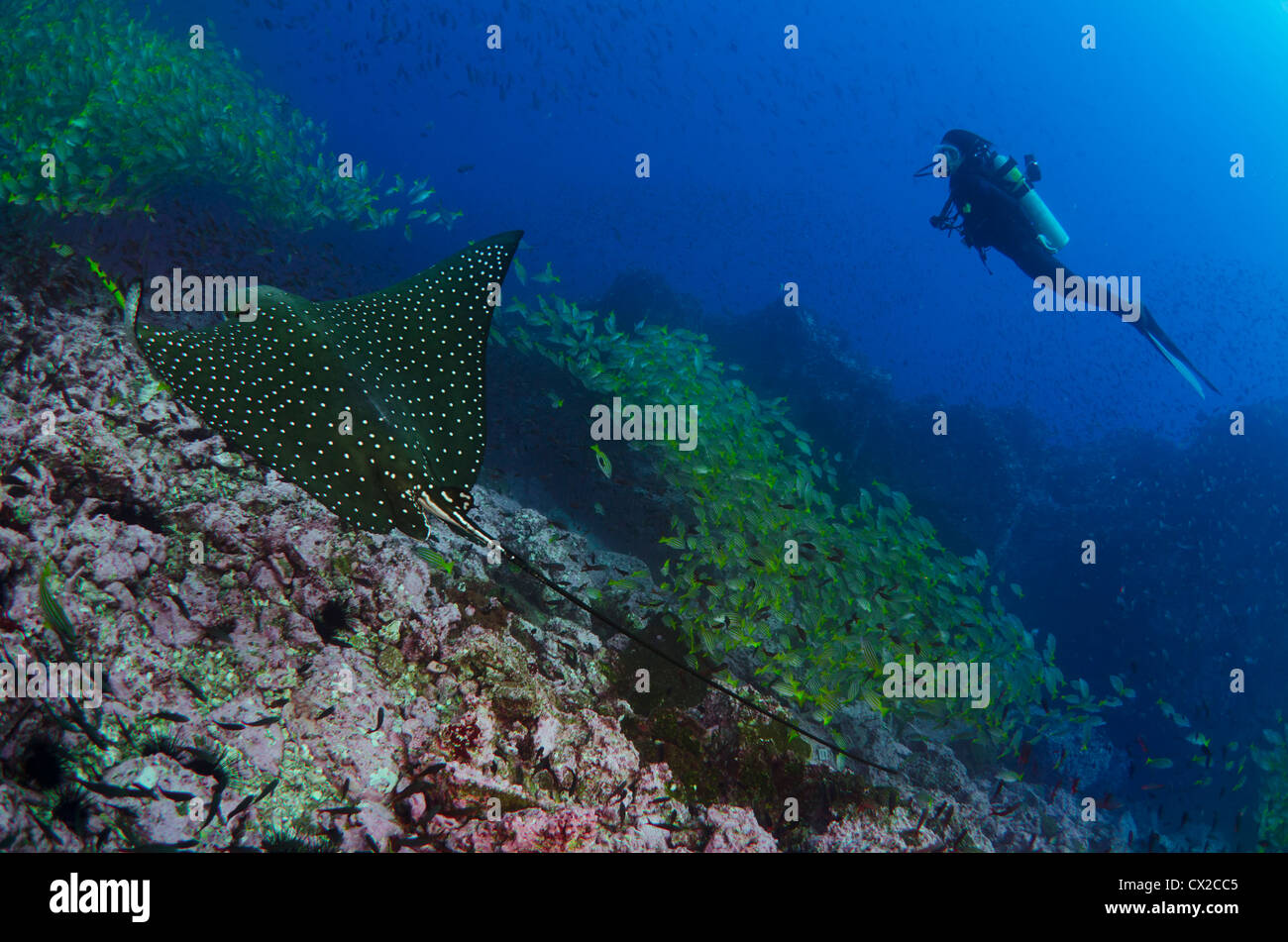 L'île Cocos, le Costa Rica, la vie, Eagle Ray, plongeur, plongeur femelle, tropical reef, plongée, plongée sous-marine, l'océan, sur la mer Banque D'Images