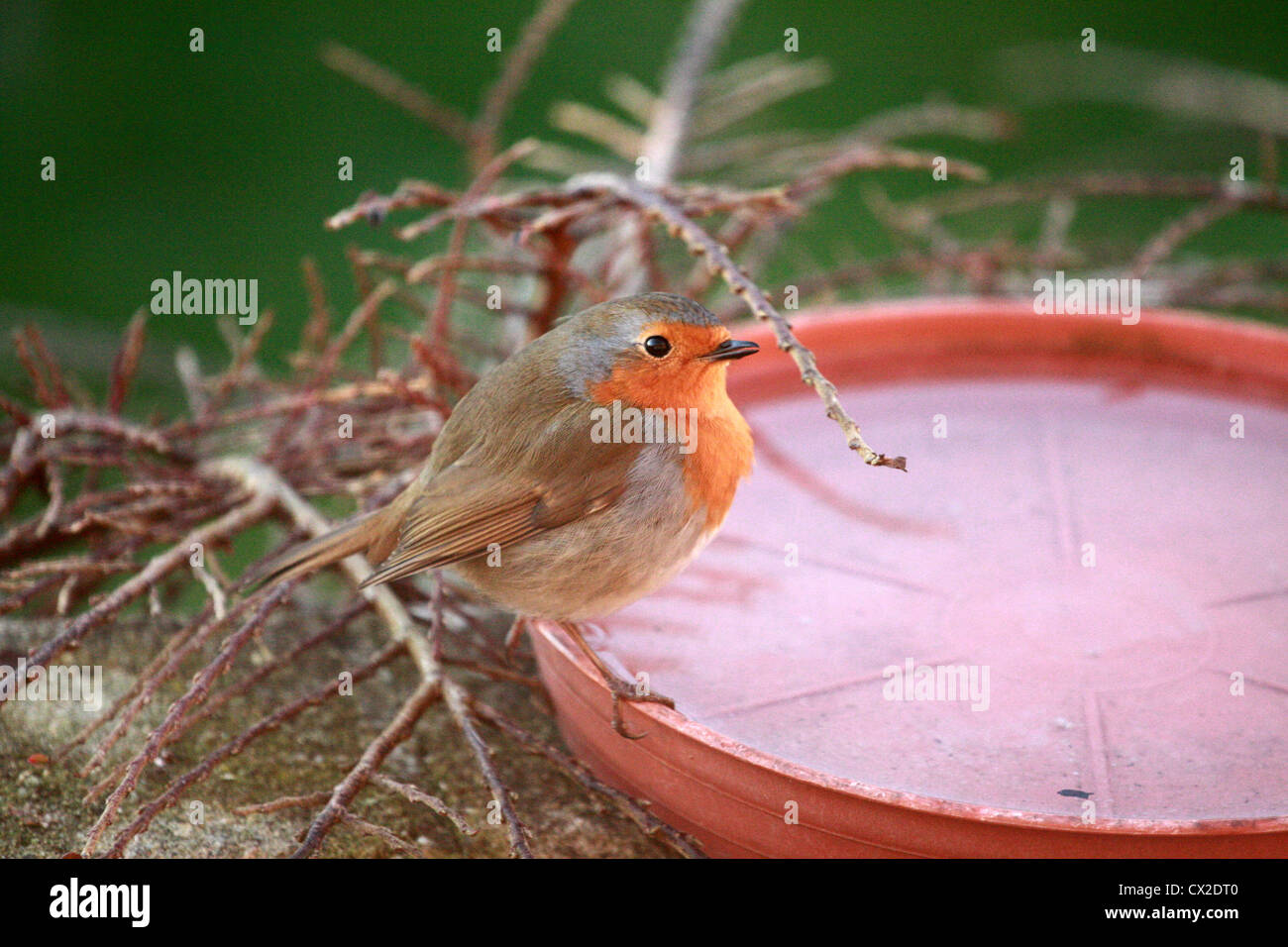 Robin sur l'eau gelée d'hiver Banque D'Images