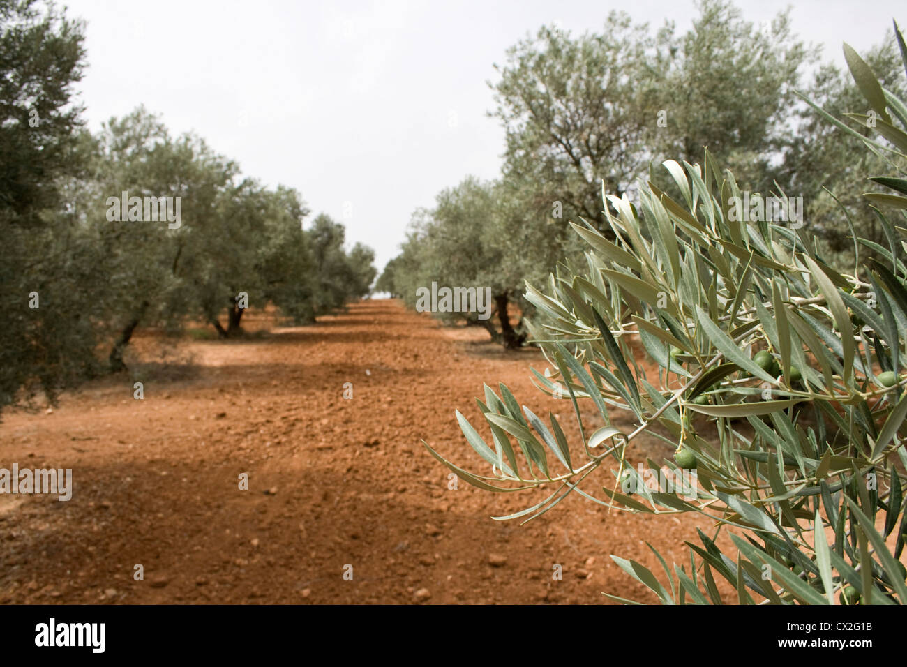 Olive Grove près de El Torcal de Antequera, réserve naturelle de l'Espagne. Banque D'Images