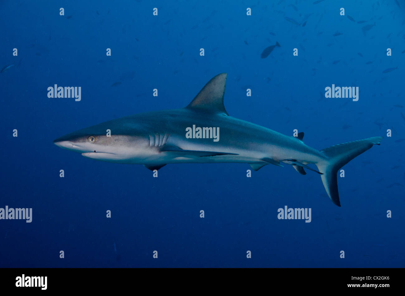 Scène sous-marine des Palaos, les récifs coralliens, les requins gris de récif, requin, l'eau bleue, l'eau claire, de l'océan, predator, profonde, site de plongée Banque D'Images