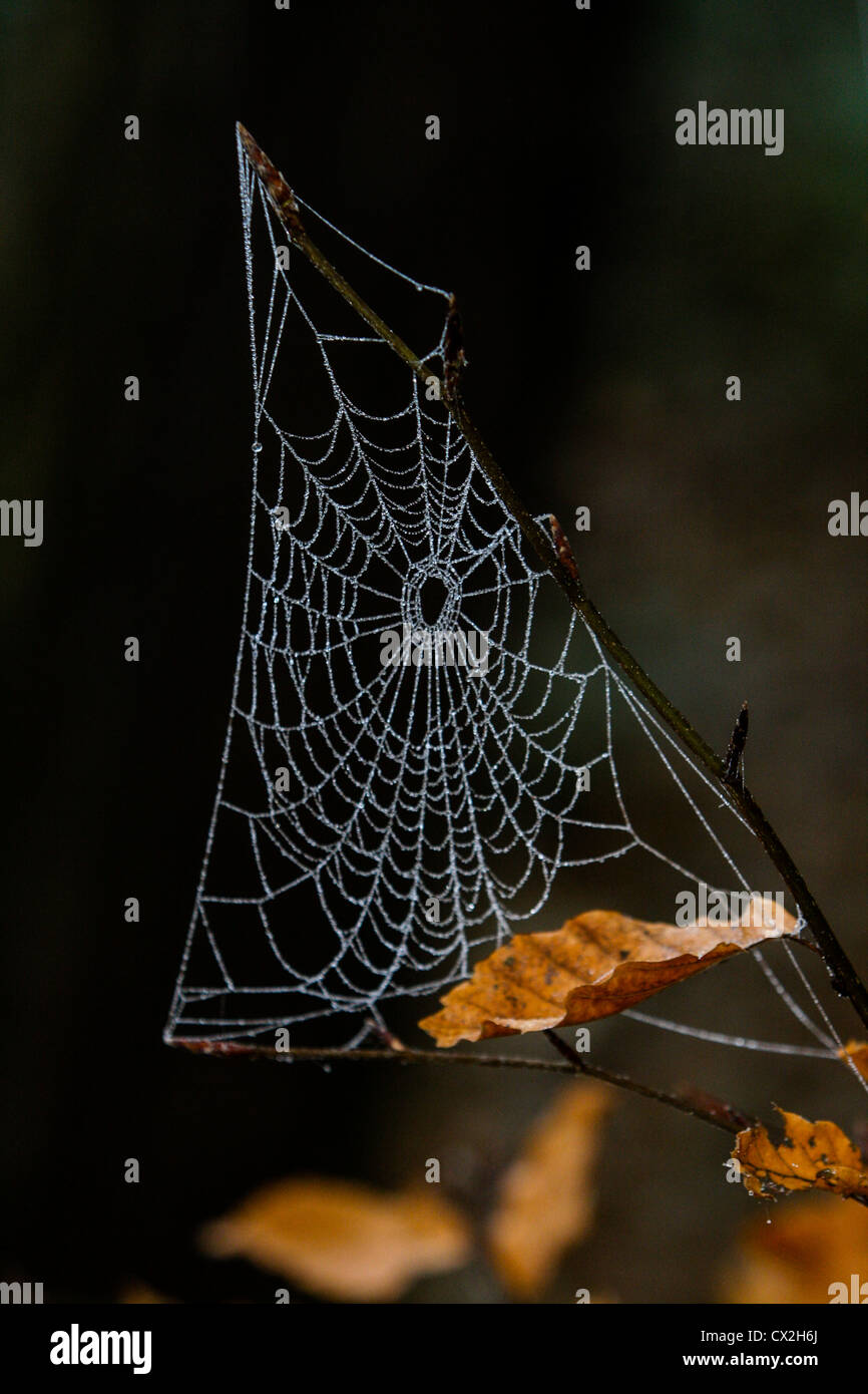 web d’araignées Banque D'Images