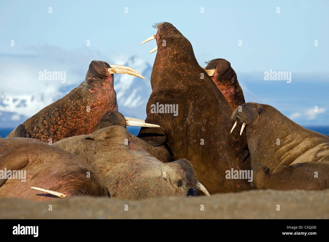 Morses à colonie de morse (Odobenus rosmarus) sur Prins Karl Forland Parc National, Svalbard, Spitzberg, Norvège Banque D'Images