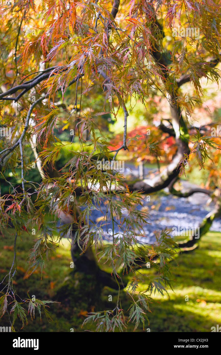Couper la feuille de dentelle japonais Érable rouge en automne closeup Banque D'Images