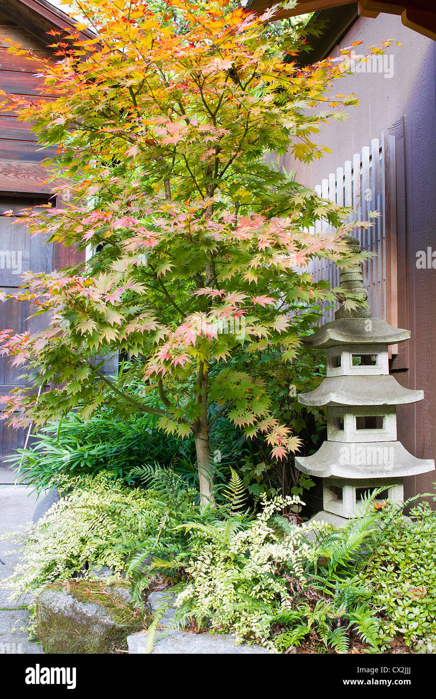 Japanese Maple Tree avec lanterne pagode en pierre de roches et de fougères Banque D'Images