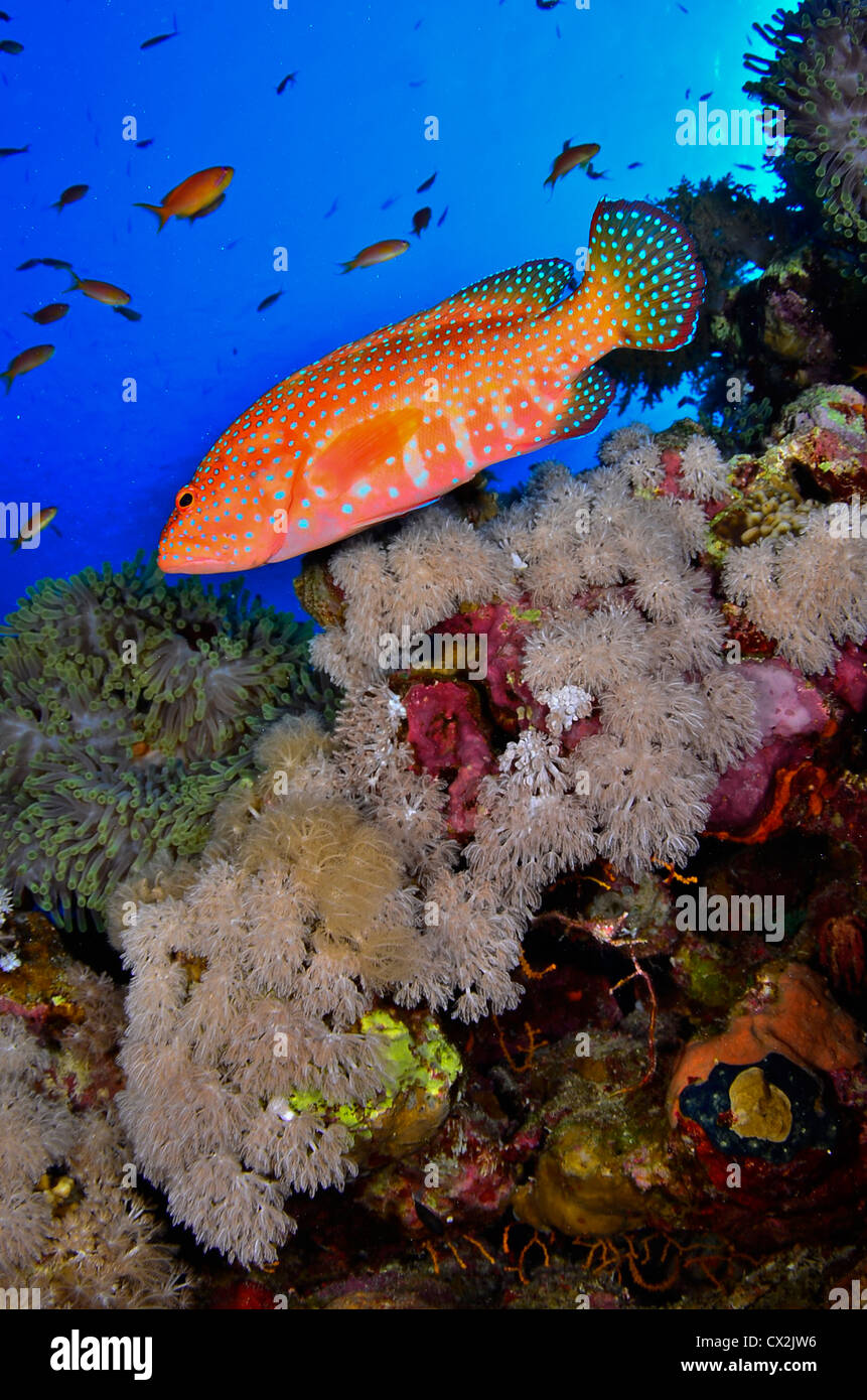 Mer Rouge, sous-marin, les récifs coralliens, sea life, la vie marine, de l'océan, la plongée, vacances, eau, poissons, coraux groupeur Banque D'Images